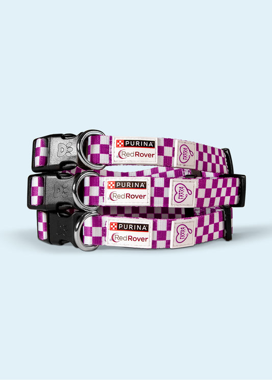 Courageous Dog Collar