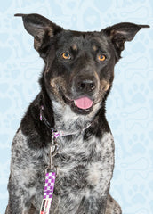 Courageous Dog Collar